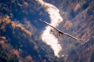 Lire la suite à propos de l’article Vautours dans le verdon