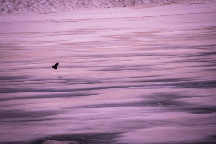 Chocard au lac de l&rsquo;Eychauda