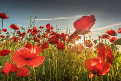 Coquelicots de Provence