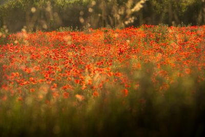 Coquelicots du Lubéron
