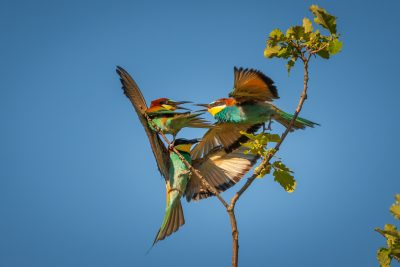 Guepiers en Provence