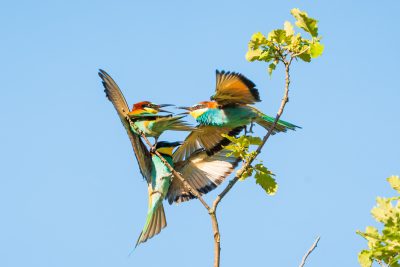 Guepiers en Provence